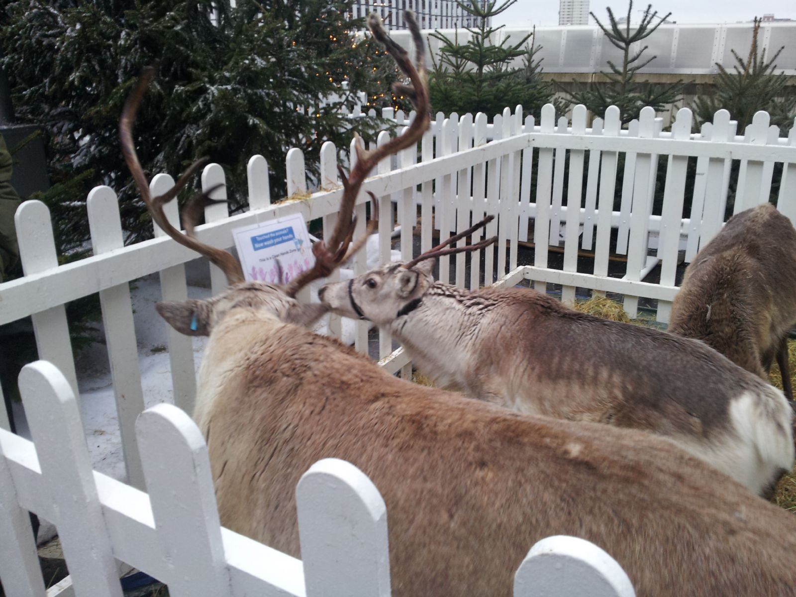 Reindeer's in Westfield